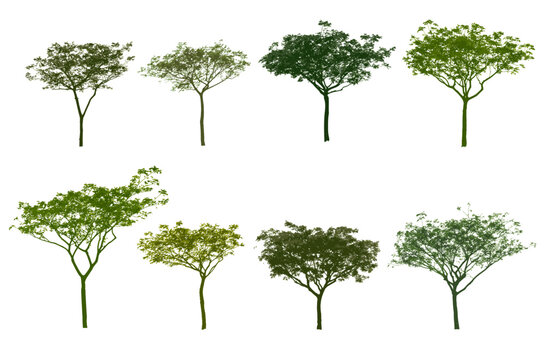 Vector tree green color, Side view, set of graphics trees elements outline symbol for architecture and landscape design drawing. Vector illustration in stroke fill in white. Tropical