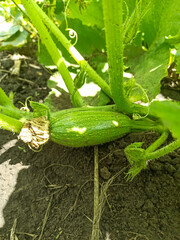 Obraz premium Young green zucchini in the garden