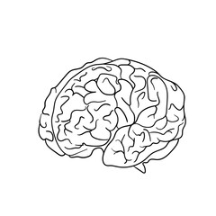 Human brain vector. Line drawing of a human brain. Hand draw object of anatomical human brain icon. Minimalist brain design isolated on white background. Outline brain