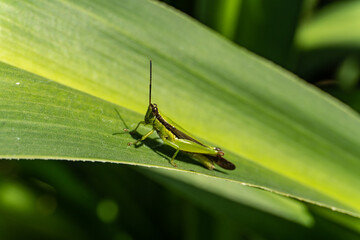 Meadow grasshopper, grasshopper. Camouflaged grasshopper sitting on a sunflower, green and yellow.