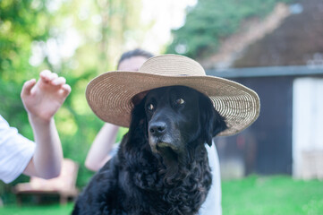 funny dog in a wide-brimmed hat on a sunny summer day