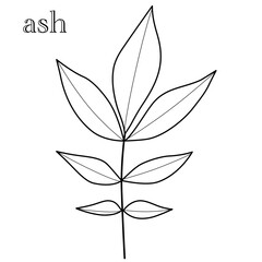 Leaves of the ash tree with vector