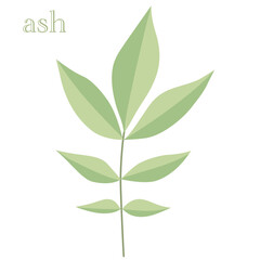 Leaves of the ash tree with vector