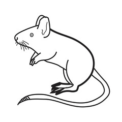 illustration of a squirrel