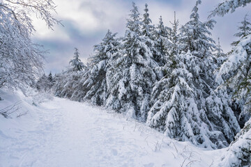 Trees covered with snow on the Großer Feldberg in the Taunus/ Germany