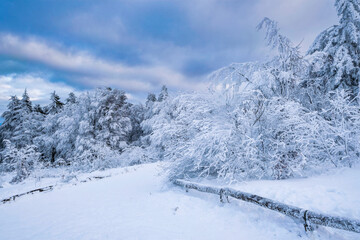 Fototapeta na wymiar Trees covered with snow on the Großer Feldberg in the Taunus/ Germany