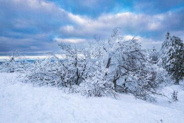 Trees covered with snow on the Großer Feldberg in the Taunus/ Germany