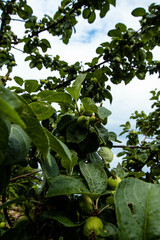 Green wild apples on a branch