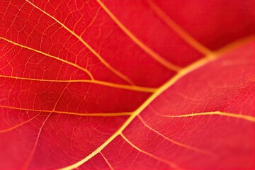 Abstract natural background. Red velvety leaf with veins 