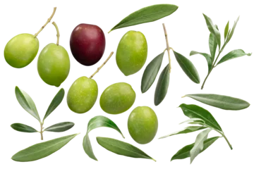  Set of olive fruits and leaves Olea europaea isolated png © maxsol7