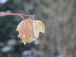 Frozen leaves on a blurry background