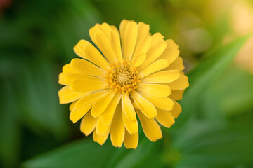 Obraz premium yellow flower in the garden
