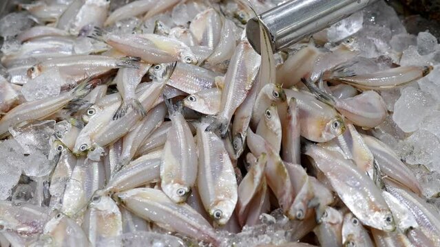Closeup of school of indian anchovy fish at fish shop