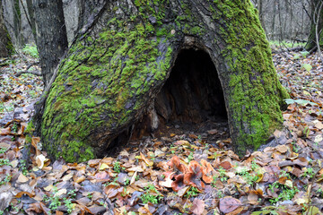 Mossy tree with a hollow in the autumn forest with fallen leaves