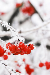 Winter frozen viburnum under snow. Viburnum in the snow. First snow. Beautiful winter nature