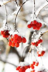 Winter frozen viburnum under snow. Viburnum in the snow. First snow. Beautiful winter nature