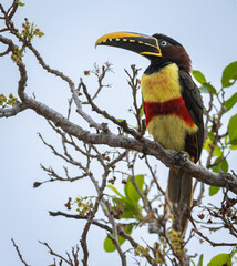 Chestnut-eared Aracari