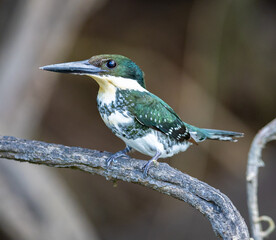 Green Kingfisher