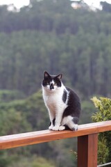 cat on the fence