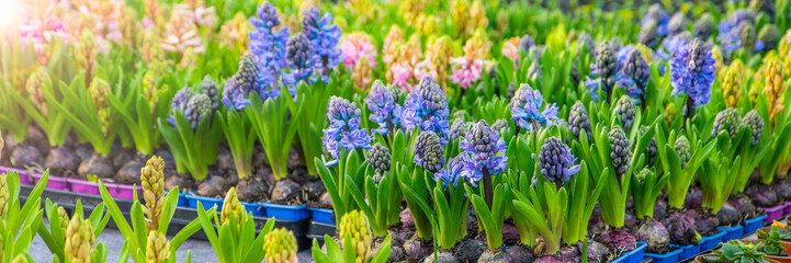 The concept of floristry. beautiful purple and pink flowers are blooming in the greenhouse. banner flowers.