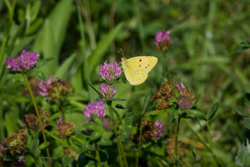 Clouded Yellow (Colias croceus) Butterfly perched on pink flower in Zurich, Switzerland