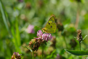 Pale clouded yellow (Colias hyale) Butterfly perched on pink flower in Zurich, Switzerland