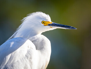 Snowy Egret