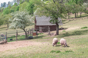 happy fluffy lambs in the rustic idyllic pasture landscape