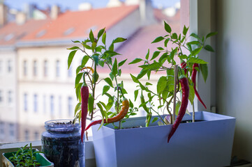 red hot fresh chili peppers in a pot on the window