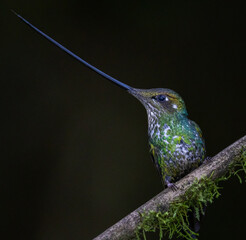Sword-billed Hummingbird