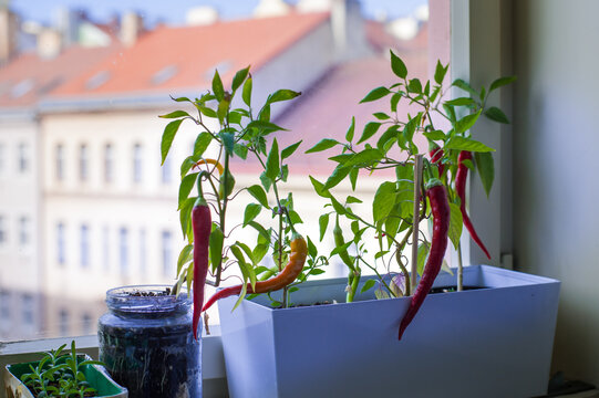 Red Hot Fresh Chili Peppers In A Pot On The Window