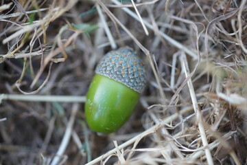 Single acorn lying on the ground at the park. © Rotana