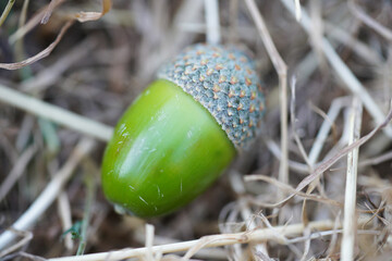 Single acorn lying on the ground at the park.