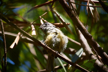 Chilean bird Cachudito