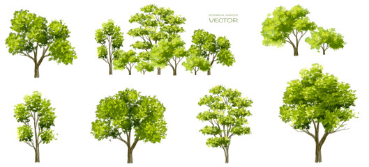 Abstract vector watercolor ,tree or forest side view isolated on white background for landscape and architecture drawing,elements for environment and garden,botanical for section and elevation