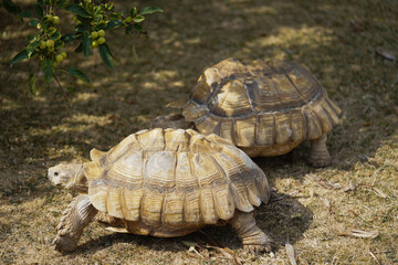 Fototapeta premium Two Giant turtles, dipsochelys gigantea in Reading, UK. 