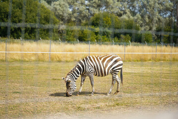 Fototapeta na wymiar Wild zebra at the zoo in the UK. 