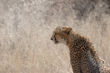 cheetah (Acinonyx jubatus) in the african bush