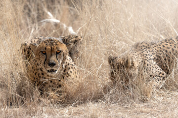 two cheetahs (Acinonyx jubatus) lying in the african bush