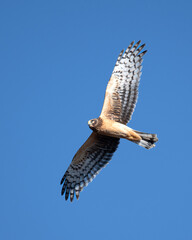 Northern Harrier Soaring