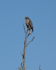 Hawk alone on Top of Tree