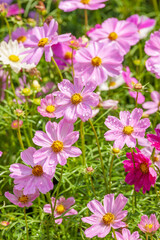 Obraz premium Calliopsis