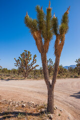 Fototapeta premium Joshua tree in the Arizona desert.