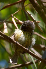 Chilean bird Cachudito
