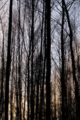 Fototapeta premium View of bare trees in the forest