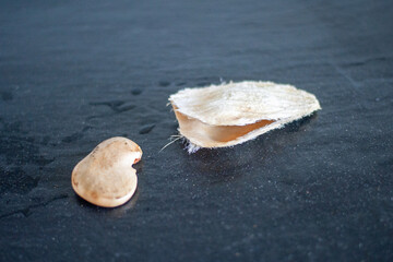 opened mango seed ready to be planted