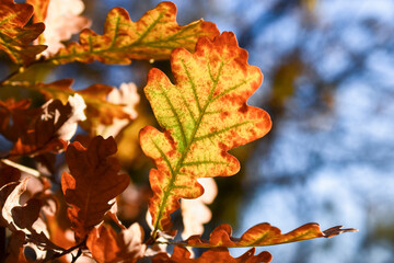 Fototapeta na wymiar Veins and structure of an autumn oak leaf close-up against a blurred background