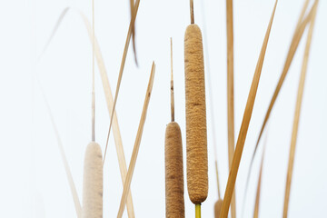 Cattails bulrush beside river. It has another vivid name: corn dog grass.
