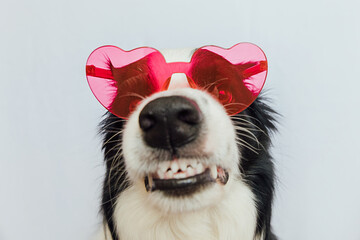 St. Valentine's Day concept. Funny puppy dog border collie in red heart shaped glasses isolated on white background. Lovely dog in love celebrating valentines day. Love lovesick romance postcard - obrazy, fototapety, plakaty
