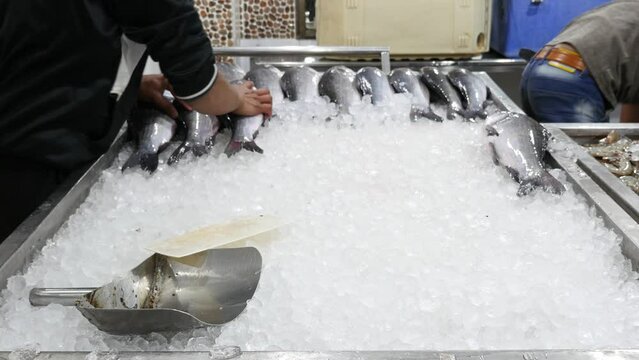 Closeup of worker arranging fishes on ice rack in fish shop